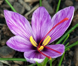 Saffron-flower.30882835_std